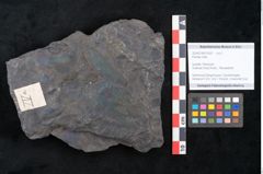 Foto (Objekt + Etikett) von Plantae indet.  (NHMW-GEO-2024-0188-10260)